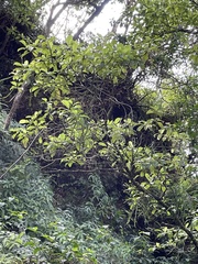 Korthalsella complanata