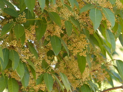 Olea dioica