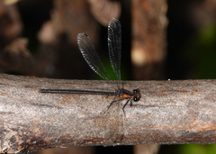 Austroargiolestes aureus