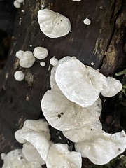 Campanella tristis