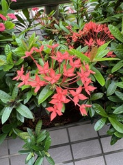 Ixora