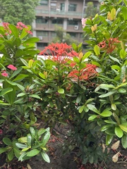 Ixora