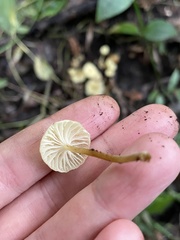 Marasmiineae