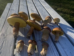 Boletus pseudopinophilus