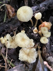 Marasmiineae