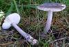 Fragile Amanita - Photo (c) Irene Andersson, some rights reserved (CC BY-SA)