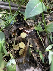Marasmiineae