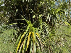 Freycinetia arborea