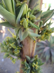 Agave desmettiana