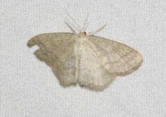 Scopula junctaria