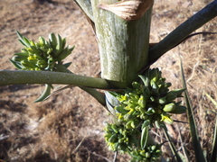 Agave desmettiana