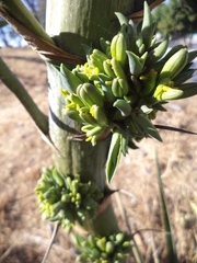 Agave desmettiana