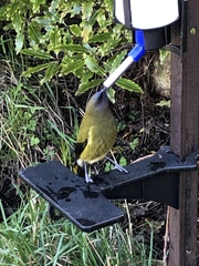 Anthornis melanura