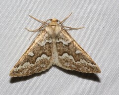 Caripeta divisata