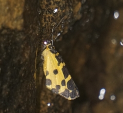 Pantherodes pardalaria