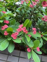Euphorbia