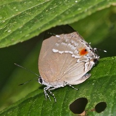 Strephonota syedra