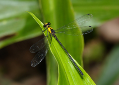 Austroargiolestes aureus