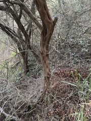 Ceanothus megacarpus