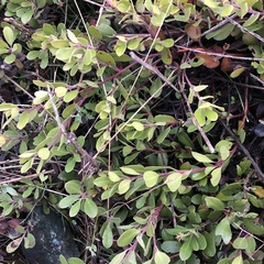 Arctostaphylos × media