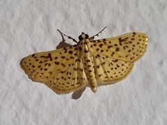 Polygrammodes eleuata