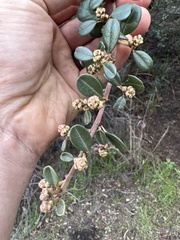 Ceanothus megacarpus