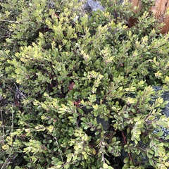 Arctostaphylos × media