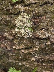 Dermatocarpon luridum