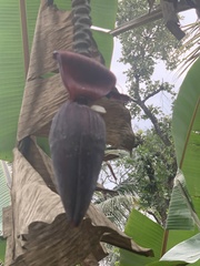 Musa × paradisiaca