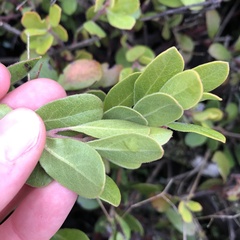 Arctostaphylos × media