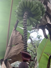 Musa × paradisiaca