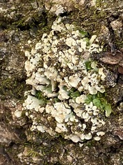 Dermatocarpon luridum