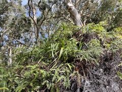Dianella sandwicensis