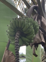 Musa × paradisiaca