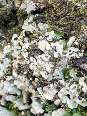 Dermatocarpon luridum