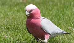 Eolophus roseicapilla albiceps