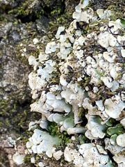 Dermatocarpon luridum