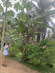 Musa × paradisiaca