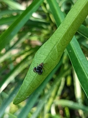 Thiania bhamoensis