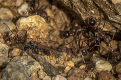 Novomessor albisetosus