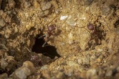 Novomessor albisetosus