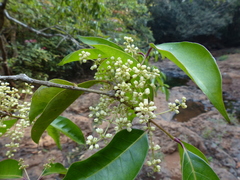 Olea dioica