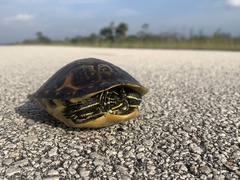 Pseudemys peninsularis