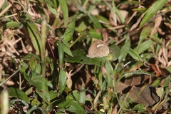 Mycalesis junonia