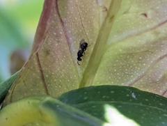 Eurytominae