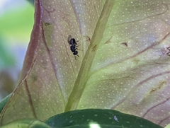 Eurytominae