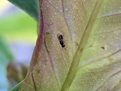 Eurytominae