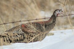 Meleagris gallopavo intermedia