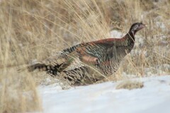 Meleagris gallopavo intermedia