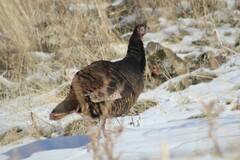 Meleagris gallopavo intermedia